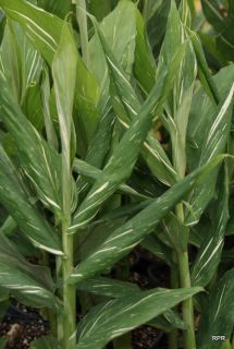 Hedichium  'Dr. Moy'